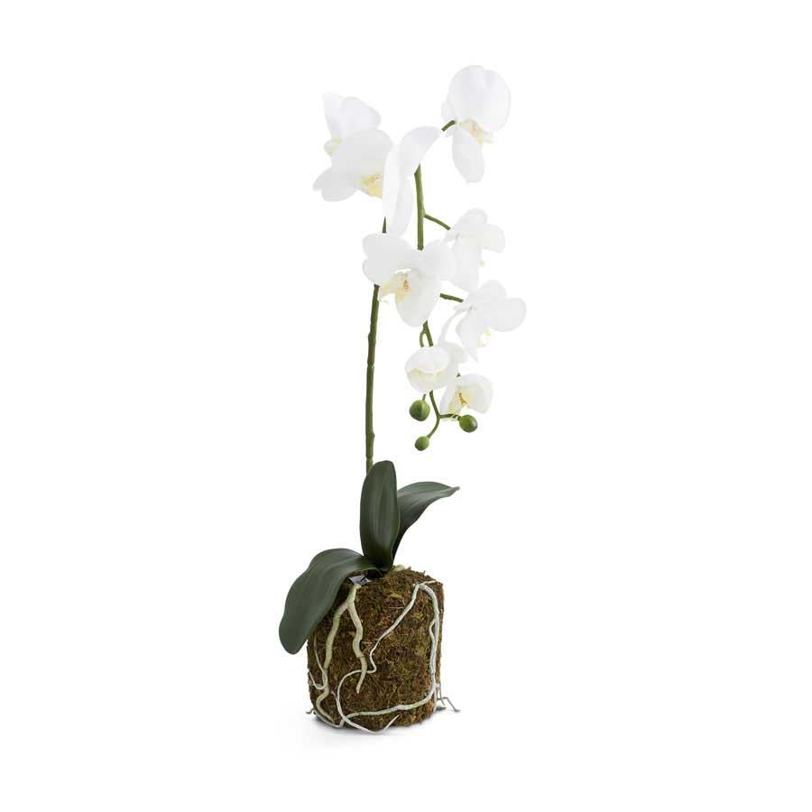 21" Orchid in Moss Pot