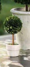 Boxwood Topiary - Mini