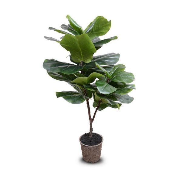 Fiddle-Leaf Fig Tree - 50"H